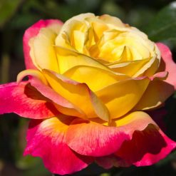 Black Rose Plant Live for Indoor Outdoor Planting Starter Plant, Black Rose Bush Live Plant Roses Shrub Outdoor, Fragrant Rose Flowers Tree Plant